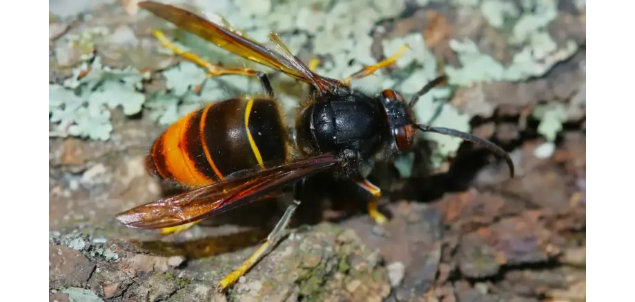 Asiatische Hornisse Asiatische Hornisse