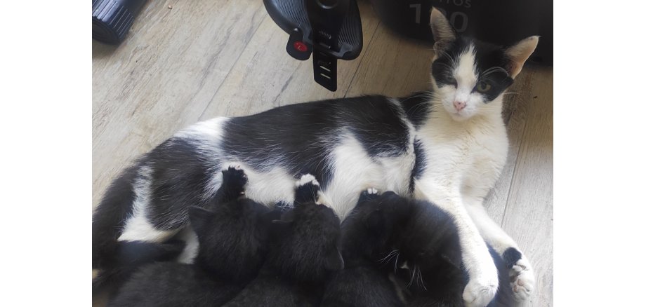 Fund-Katze