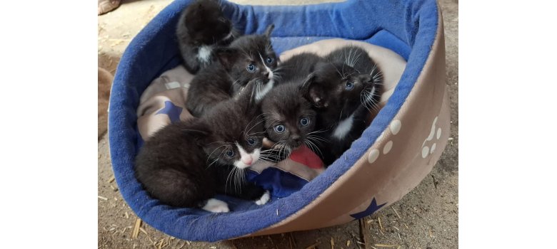 Katzen-Babys 2