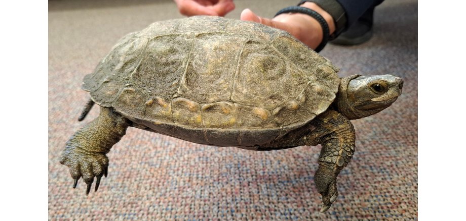 Fundtier: Wasserschildkröte