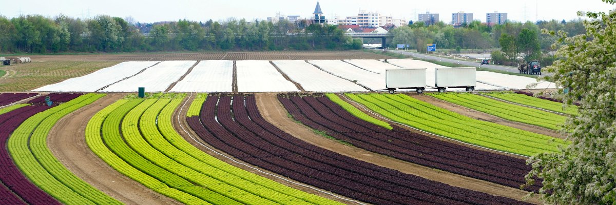 Blick über zu erntende Salatfelder auf das Panorama von Mutterstadt