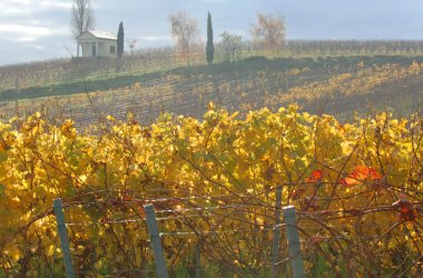 Abbildung von Weinbergen bei Bad Dürkheim in Herbstlicher Stimmung