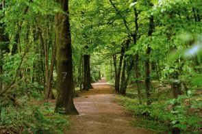 Mutterstadter Wald Blick auf einen der zahlreichen Wege durch den Mutterstadter Wald